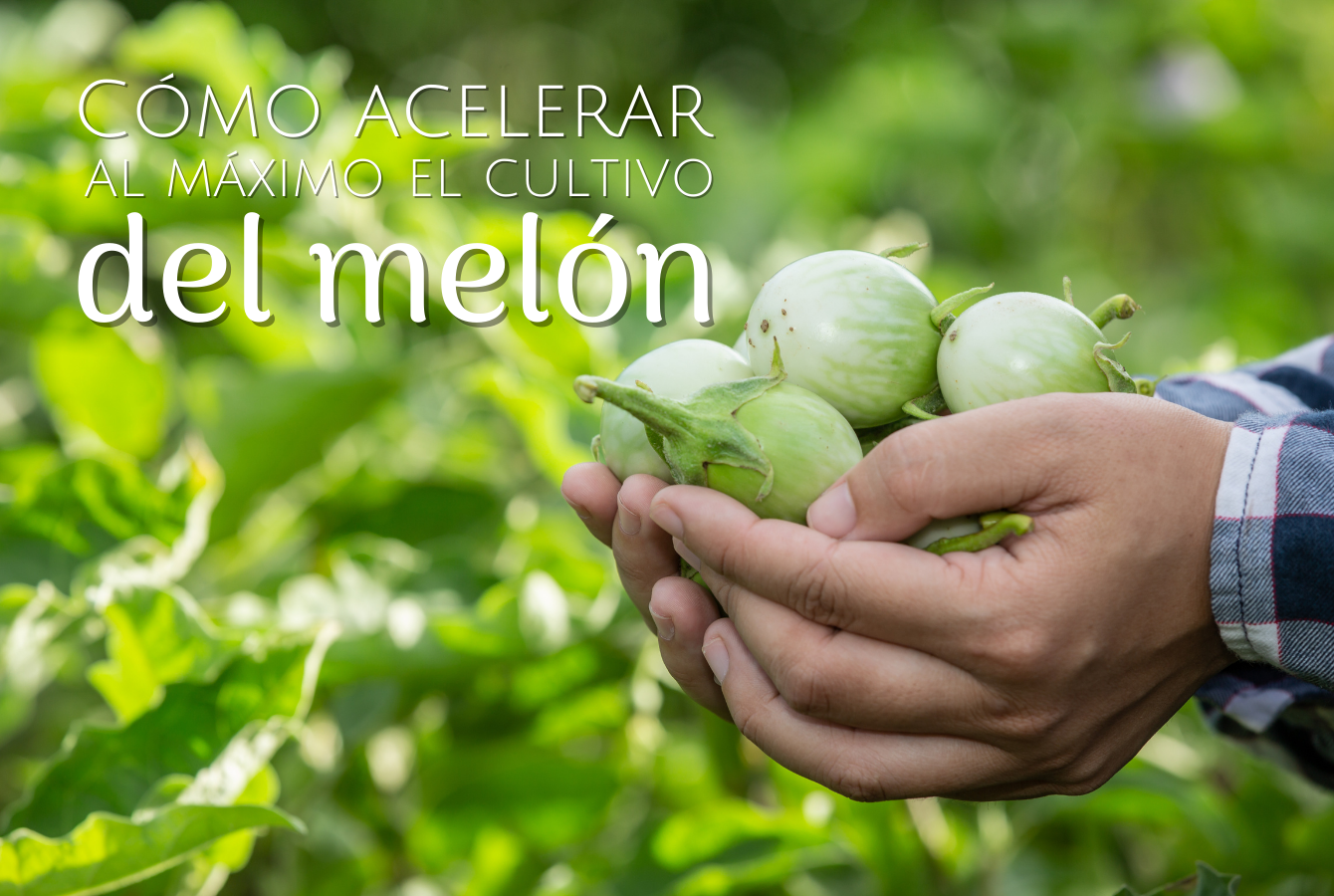 Don Melón