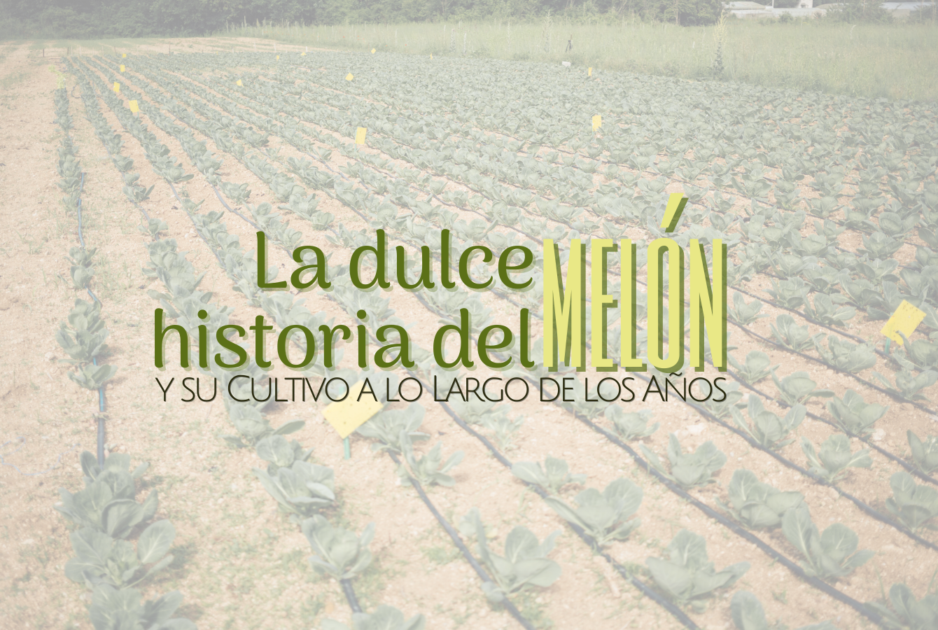 Don Melón
